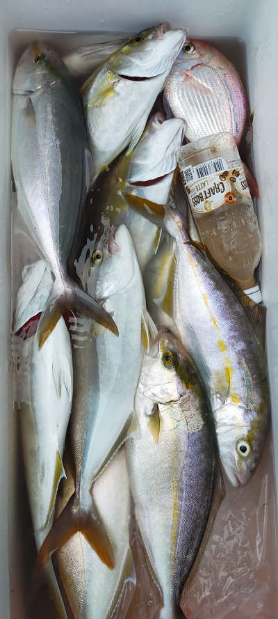 8月釣果です