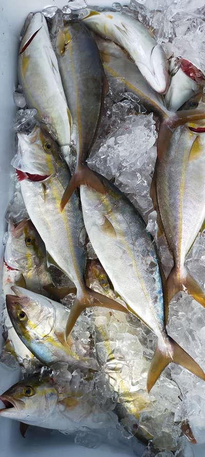 8月釣果です