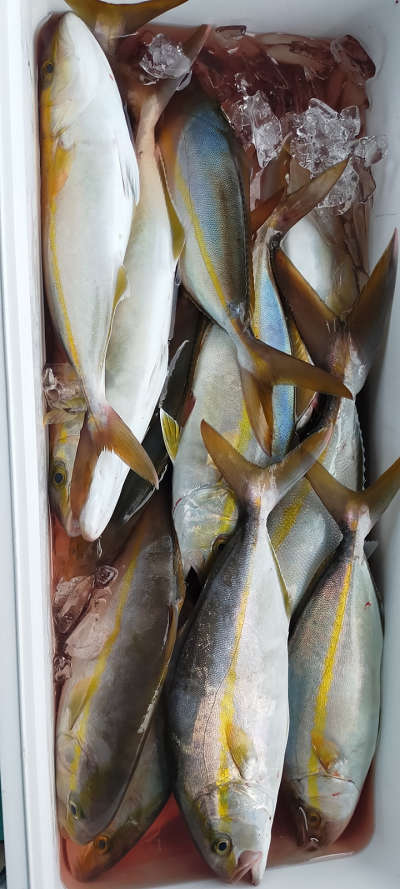 8月釣果です