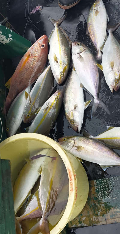8月釣果です