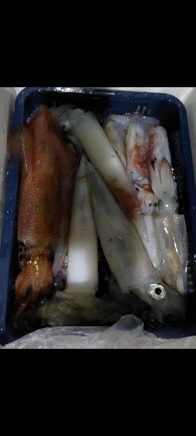 8月釣果です