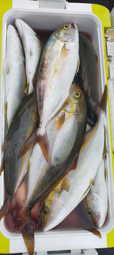 8月釣果です