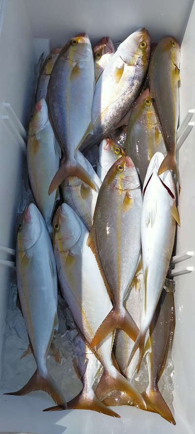 9月釣果です
