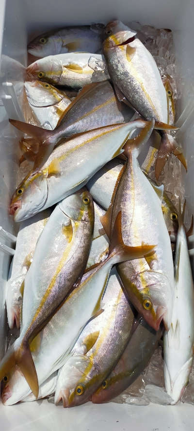 9月釣果です