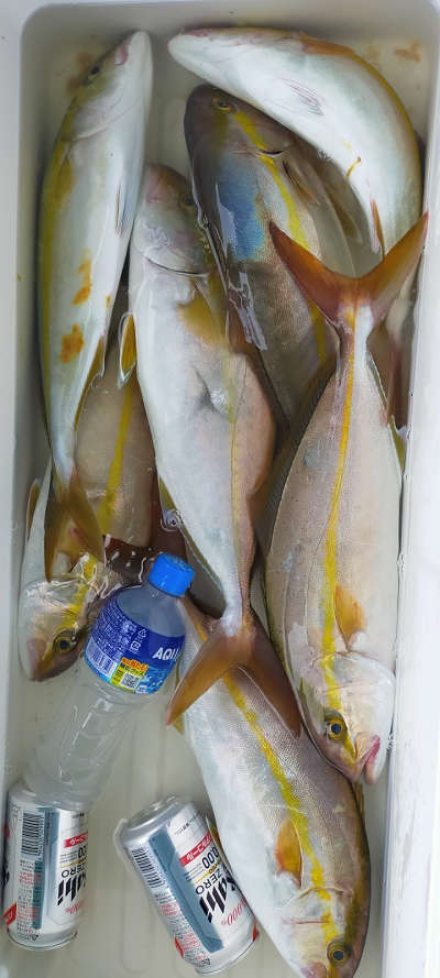 9月釣果です