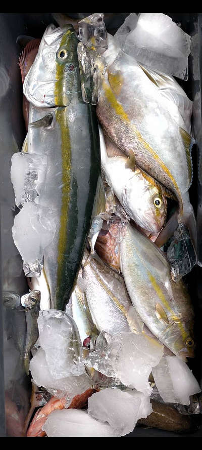 9月釣果です