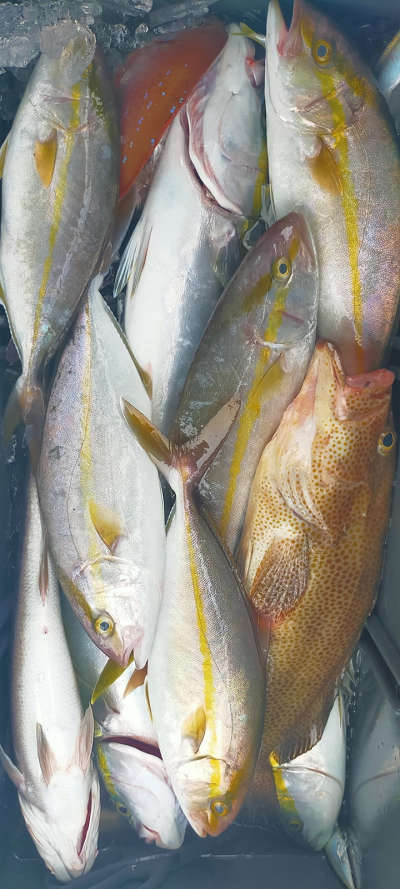 9月釣果です