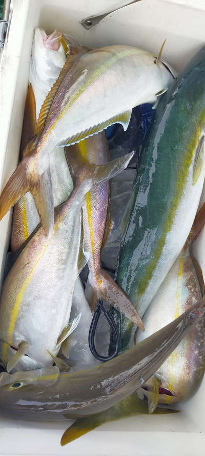 9月釣果です