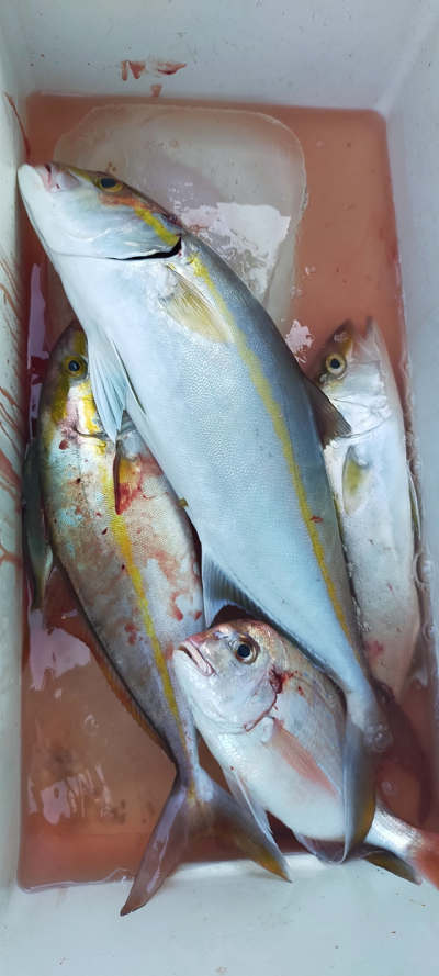 9月釣果です
