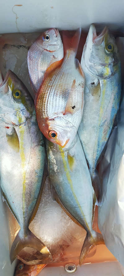 9月釣果です