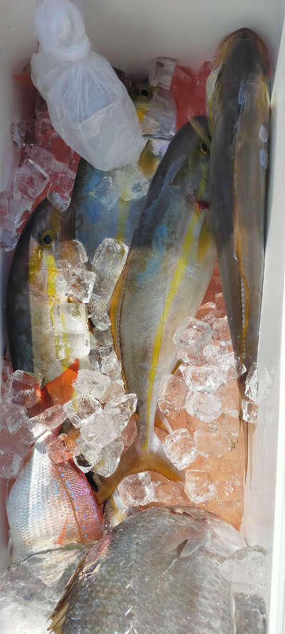 9月釣果です