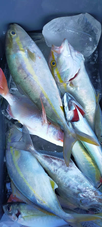 9月釣果です