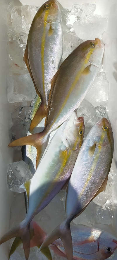 9月釣果です