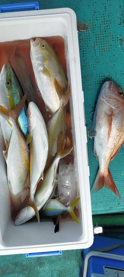 10月釣果です