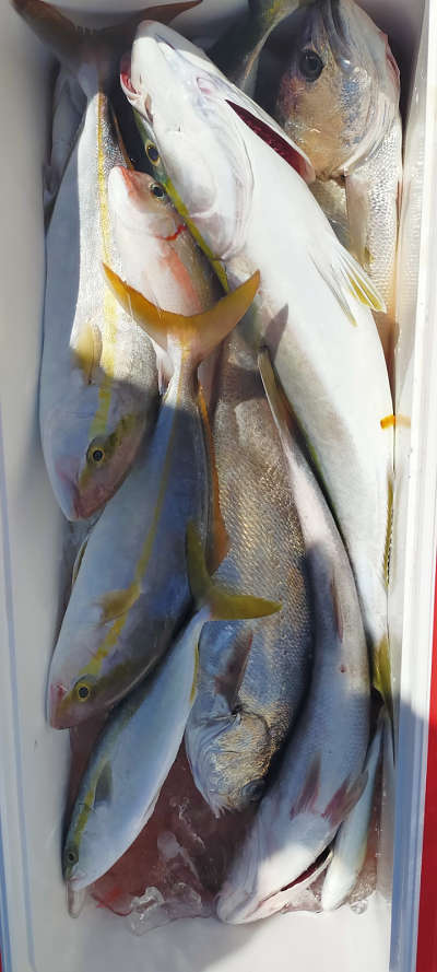 10月釣果です