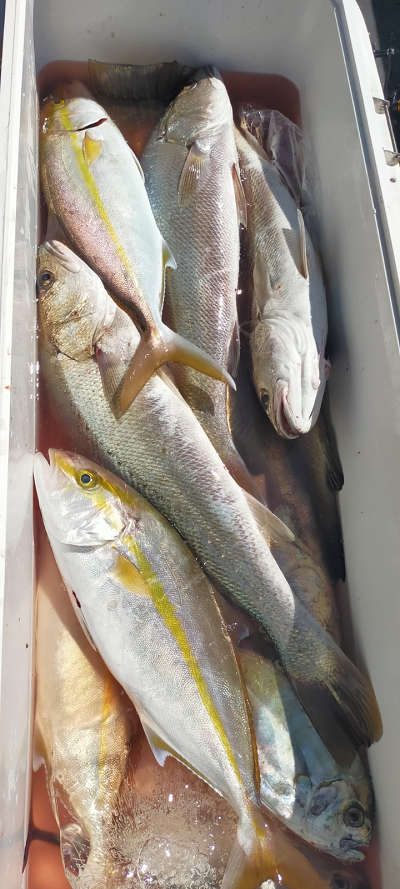 10月釣果です