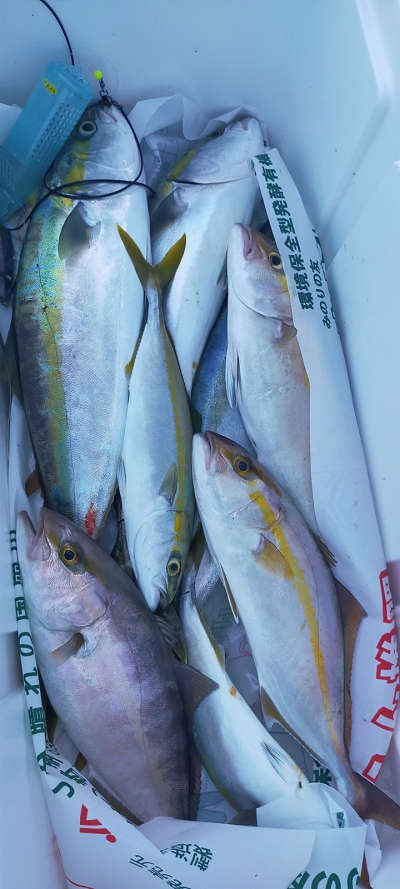 10月釣果です