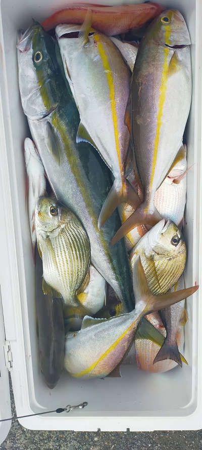 10月釣果です