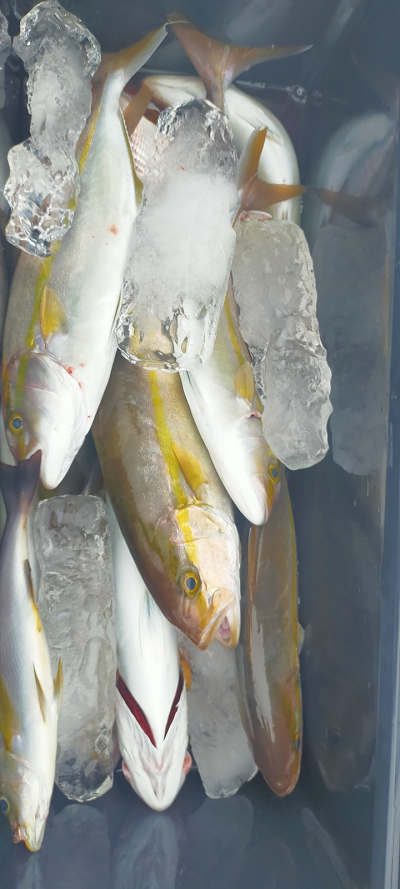 10月釣果です