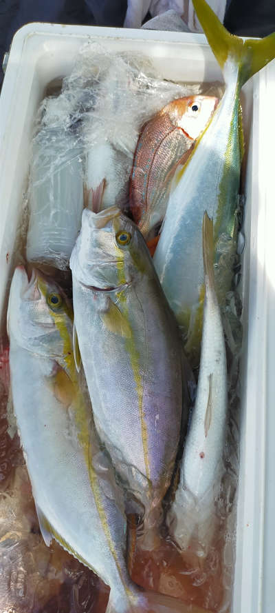 10月釣果です