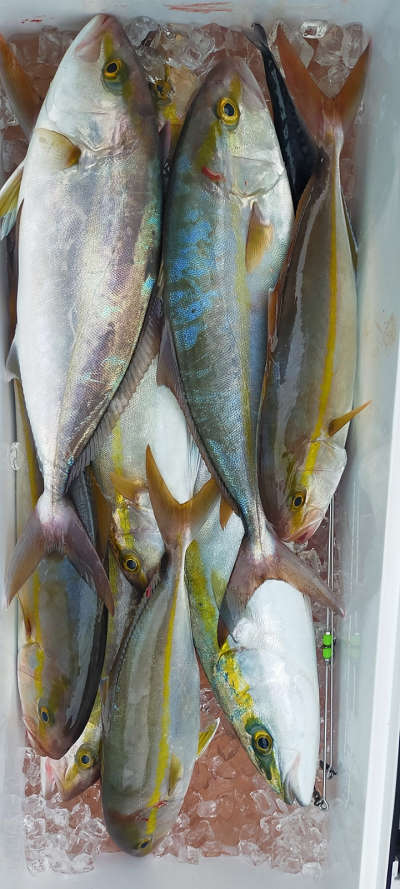 10月釣果です