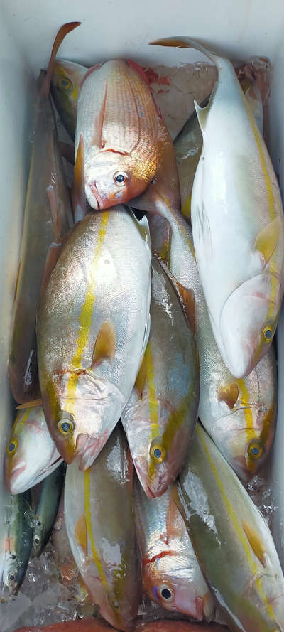 10月釣果です