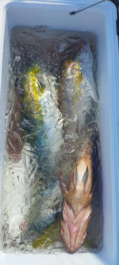 10月釣果です