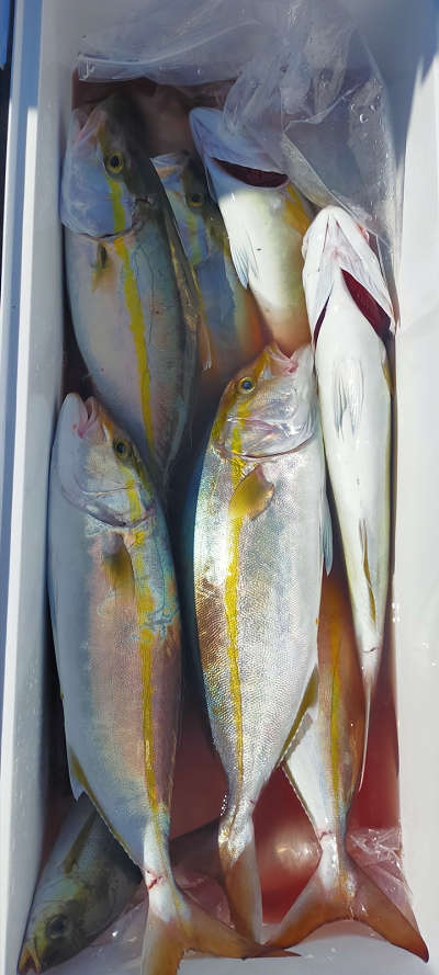 10月釣果です