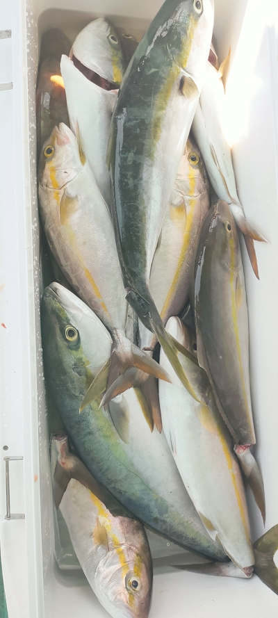 10月釣果です