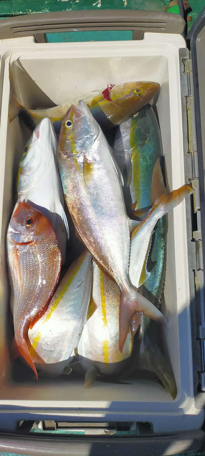 10月釣果です