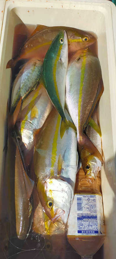 10月釣果です