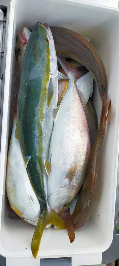 10月釣果です