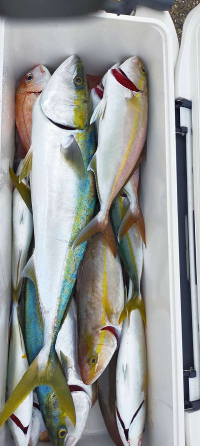 10月釣果です