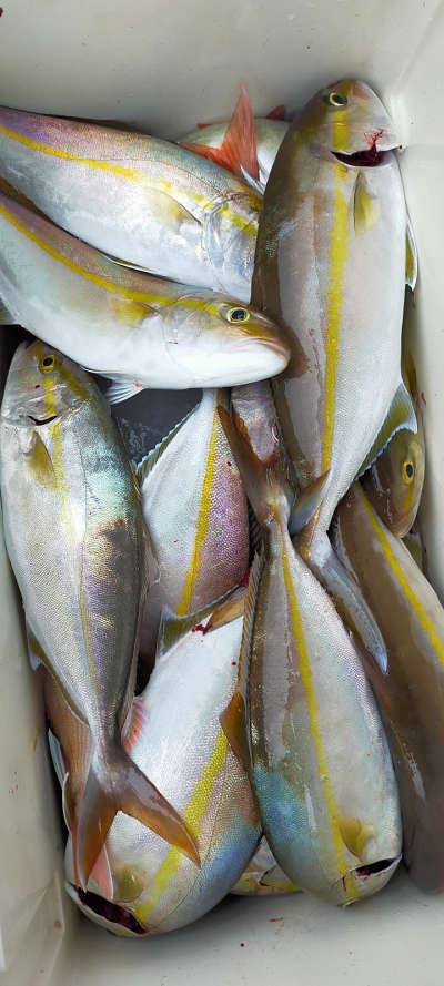 10月釣果です