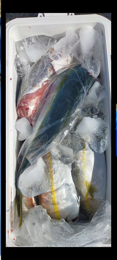 10月釣果です