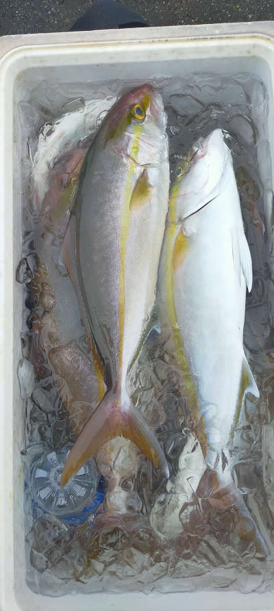 10月釣果です