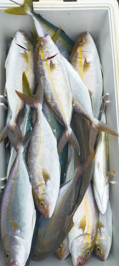 10月釣果です