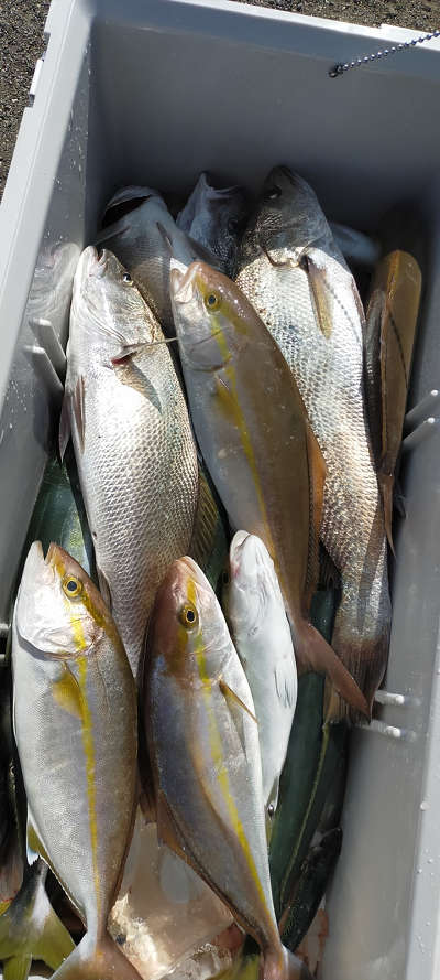 10月釣果です