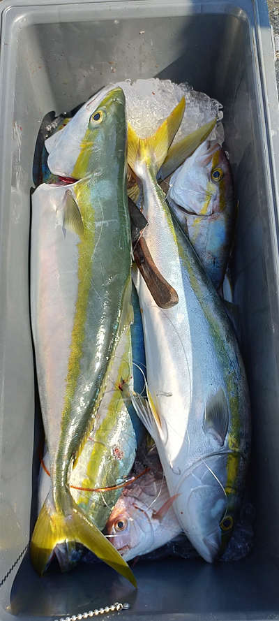 10月釣果です