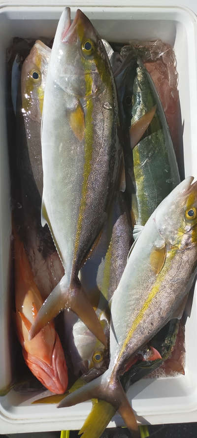 10月釣果です