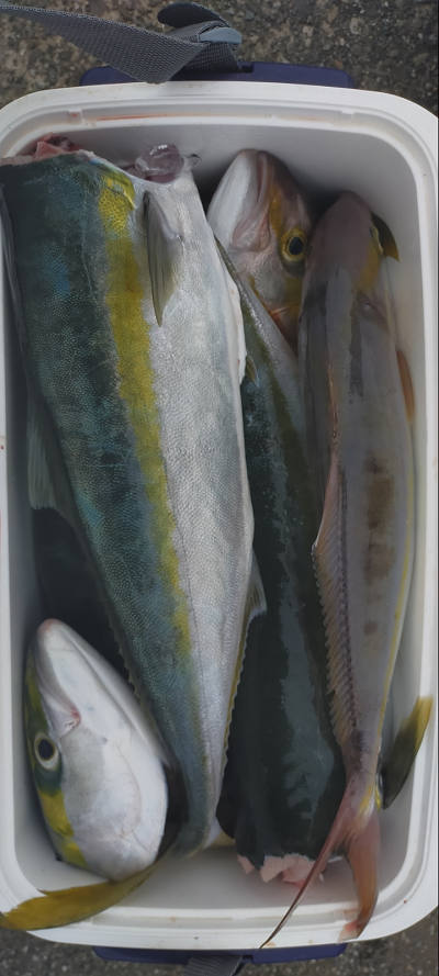 10月釣果です