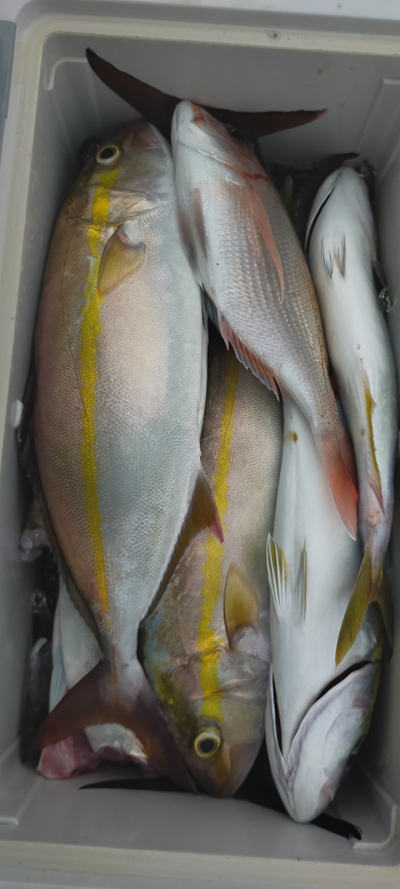 10月釣果です