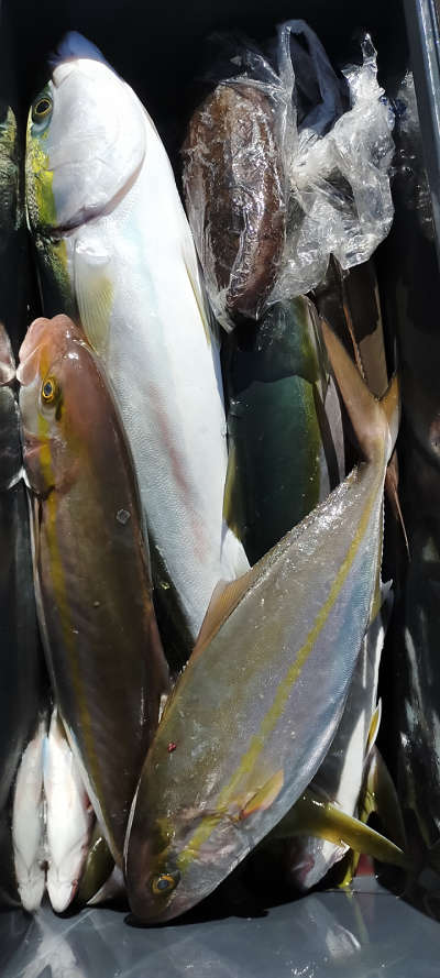 10月釣果です