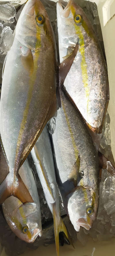 10月釣果です