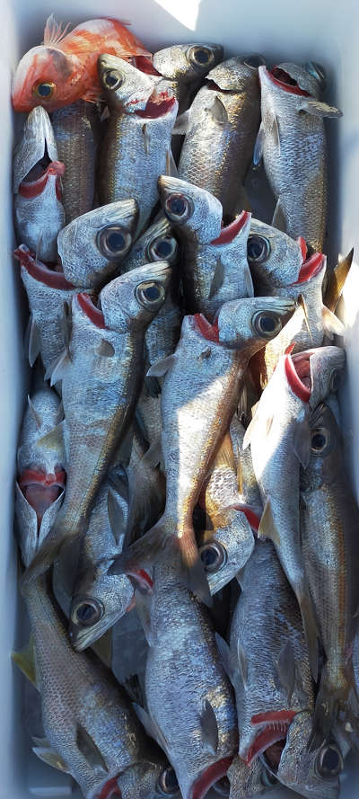 11月釣果です