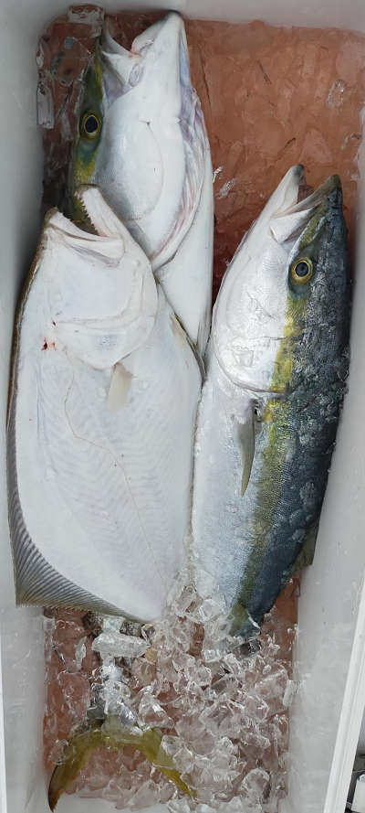 2月釣果です