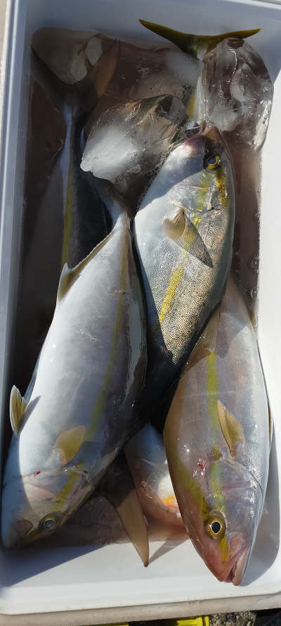 11月釣果です