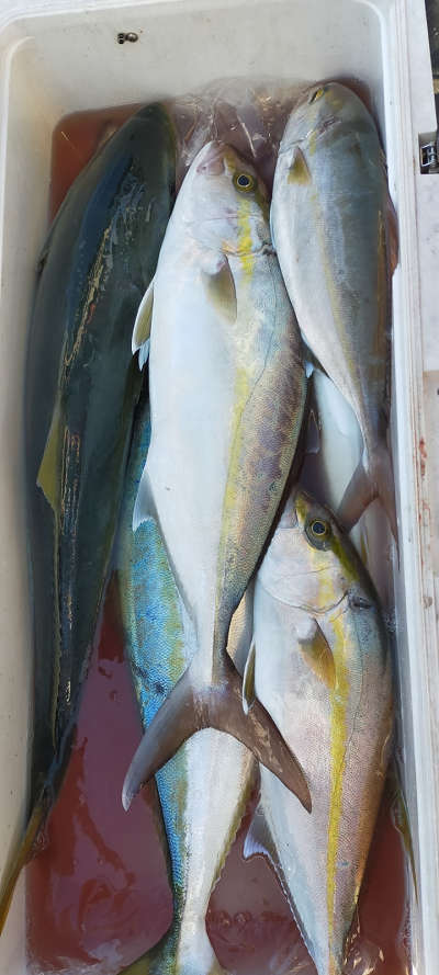 12月釣果です
