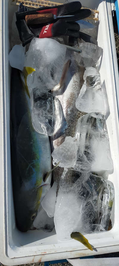 11月釣果です