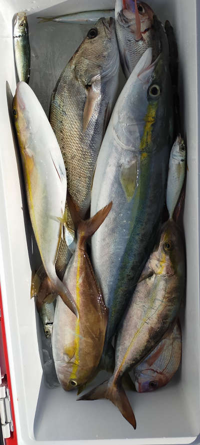 11月釣果です